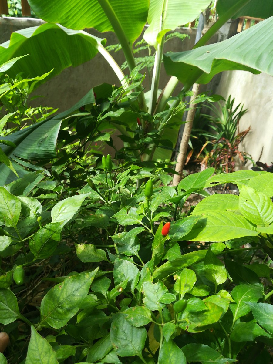 Chili, hot, spicy, green, plant, nature, living