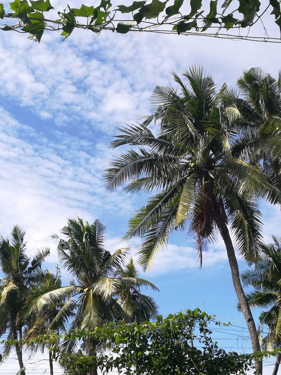 Coconut, tree, tropical, plant, green, sky, stratus, clouds, blue, beautiful, day, sunny, windy