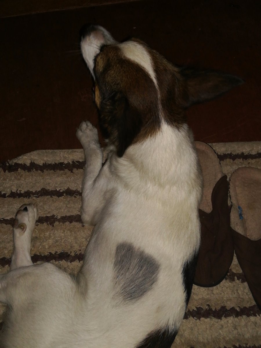 Dog
