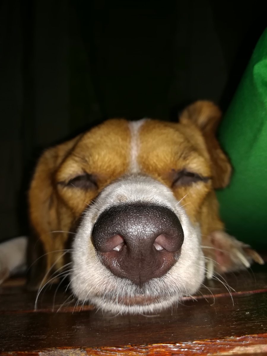 Dog, sleep, nose, wet