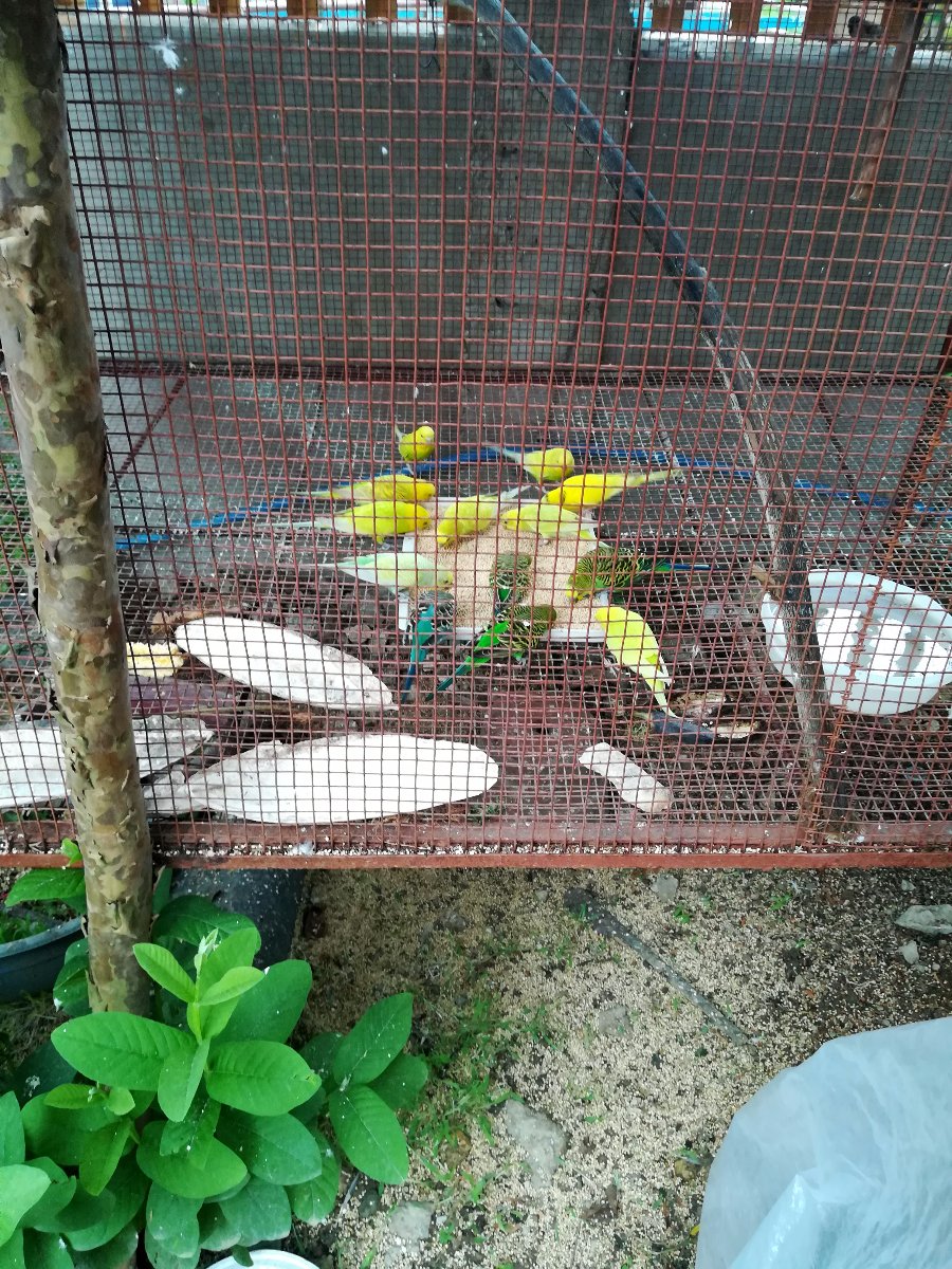Love, birds, eat, meal