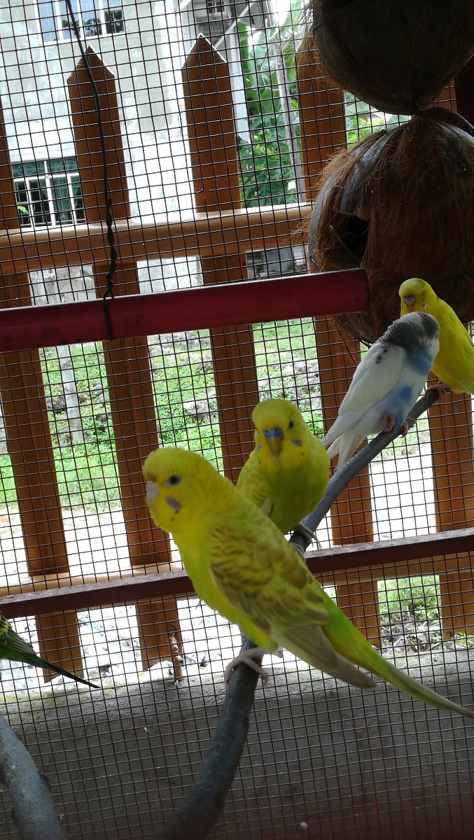 Love, birds