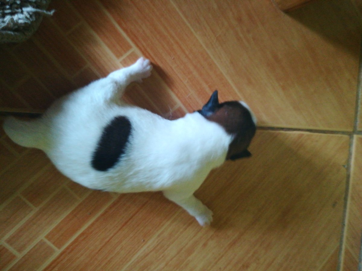 Puppy, dog, black, white