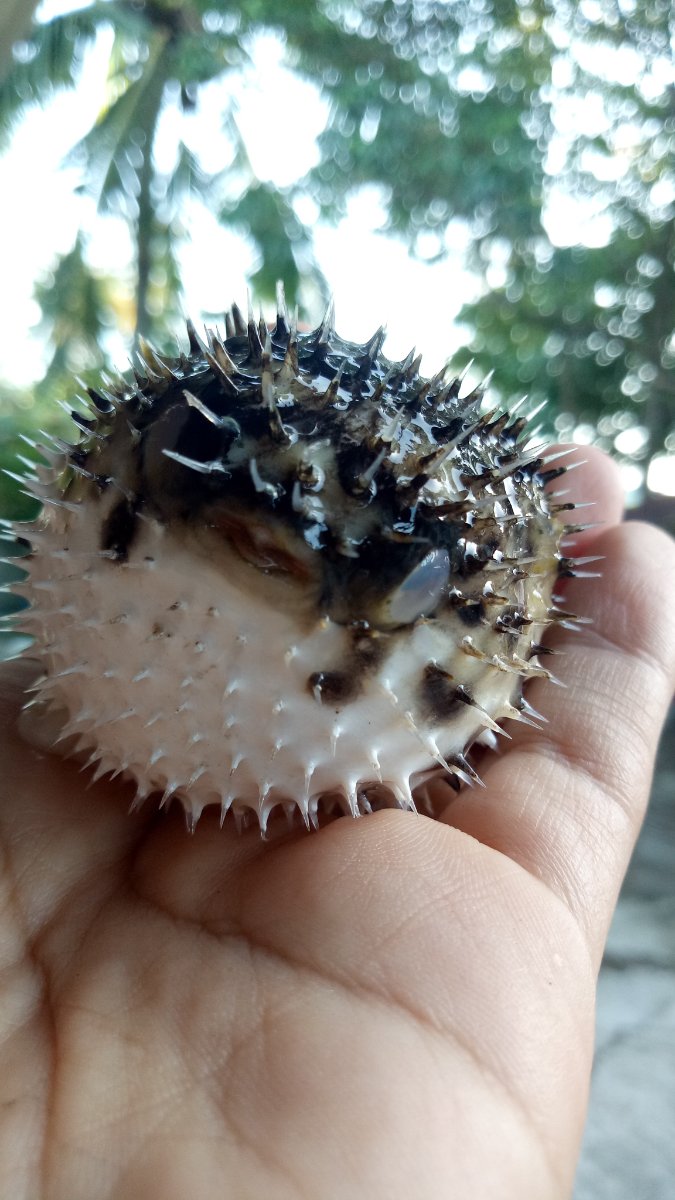 pufferfish, spikes