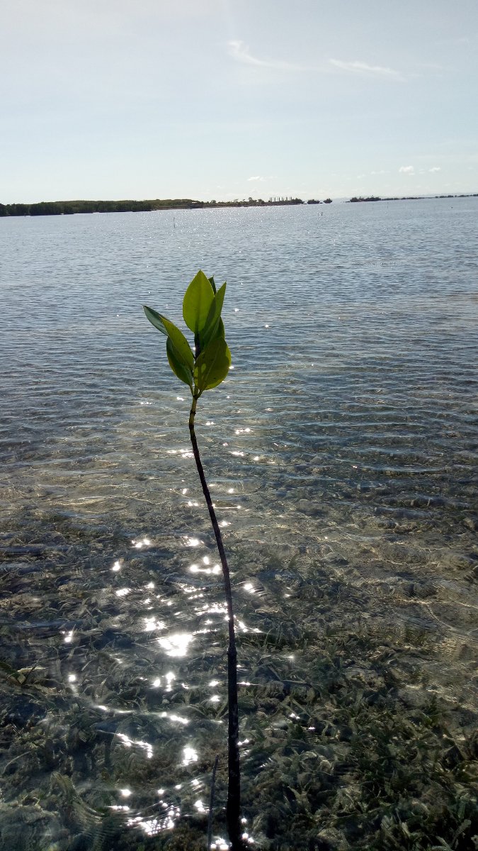 sea,mangroove