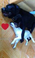 Puppy, dog, black, white