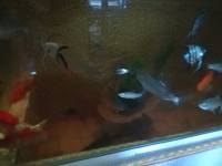 oar, fish