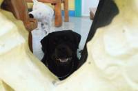 Dog, Rottweiler, black, aggressive, stare
