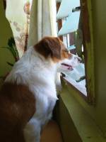 Dog, stare, window
