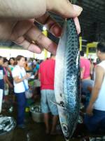 Fishport, fish, people, market