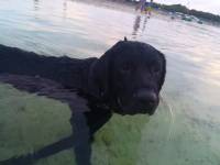 Dog, swimming, play, animal