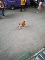 Animal, dog, petite