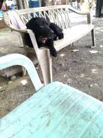Animal, dog, labrador, retriever, black