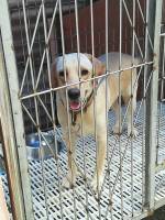 Animal, dogs, share, labrador, chihuahua, mix, breed