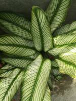 Leaves, pattern, nature, plant