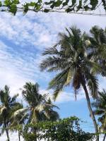 Coconut, tree, tropical, plant, green, sky, stratus, clouds, blue, beautiful, day, sunny, windy