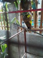 Birds, love, animal