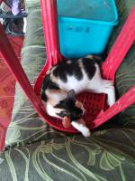 Cat, animal, sleeping