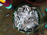 Fish, indonesian mackerel, medium, size