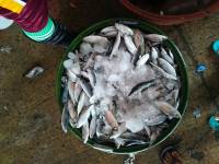 oar, fish