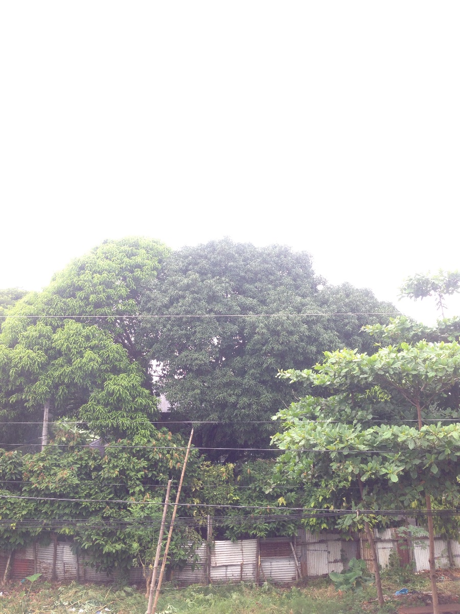 Green #nature #trees