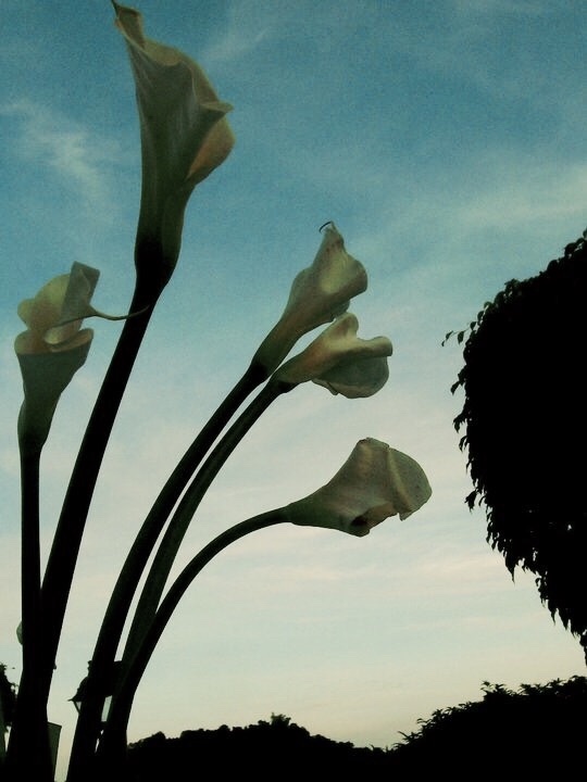 #flower #nature