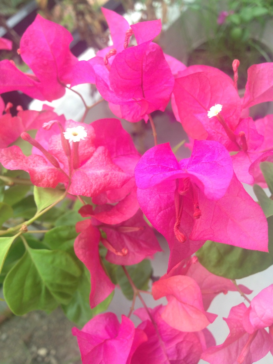 #flower