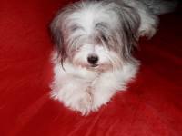 Dot #dog