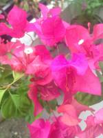 #flower