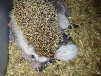 Cookie #hedgehog