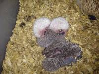 #hedgehog