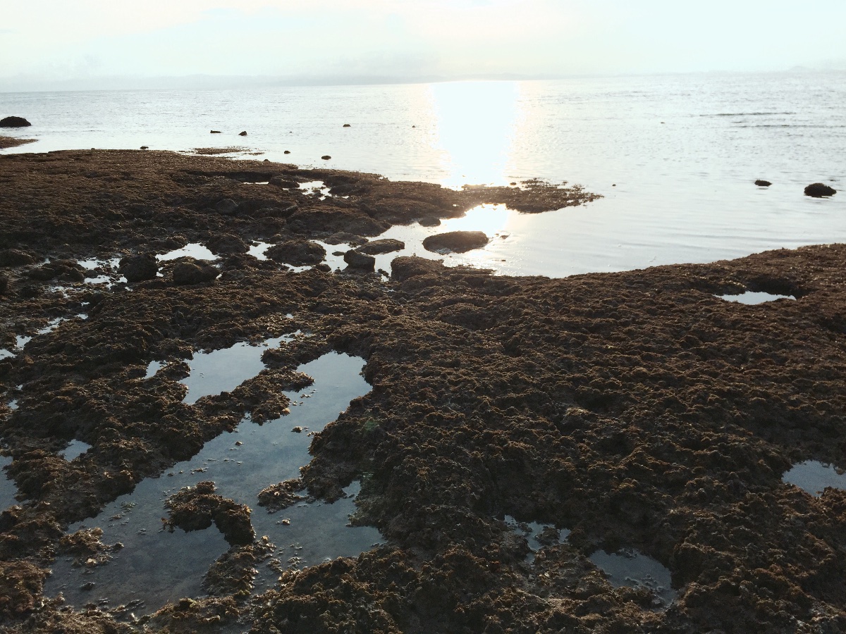Low tide, shore