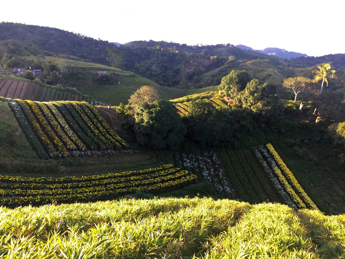 Mountain, flower farm, Cebu
