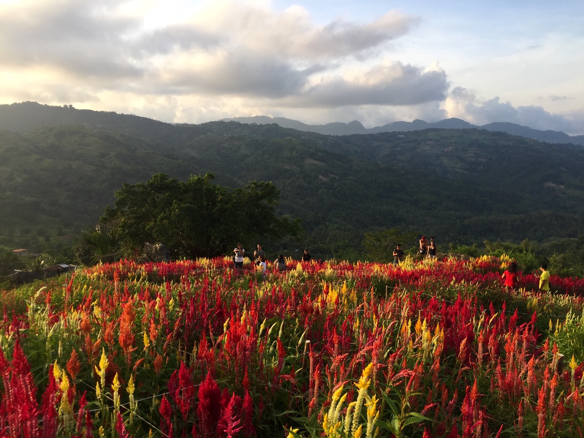 Sirao garden, Phils, flower farm