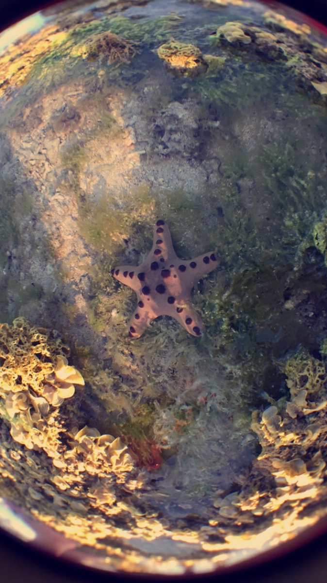 Starfish sea seashore low tide