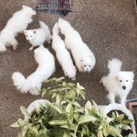 Dogs, Japanese spitz, pets, family, cute, fluffy
