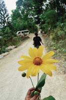 Wild sunflower