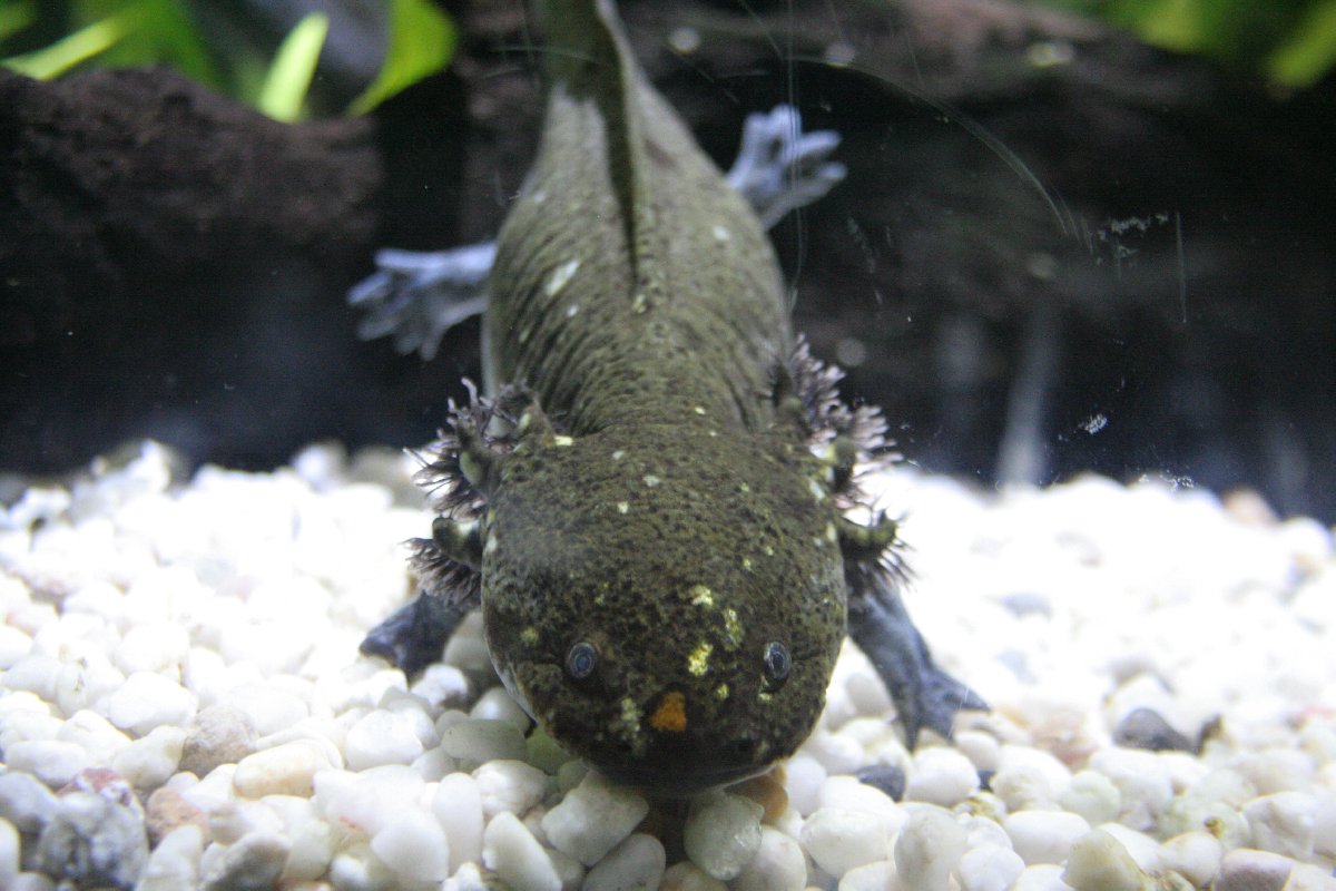 Axolotl taken at the Sealife Hunstanton