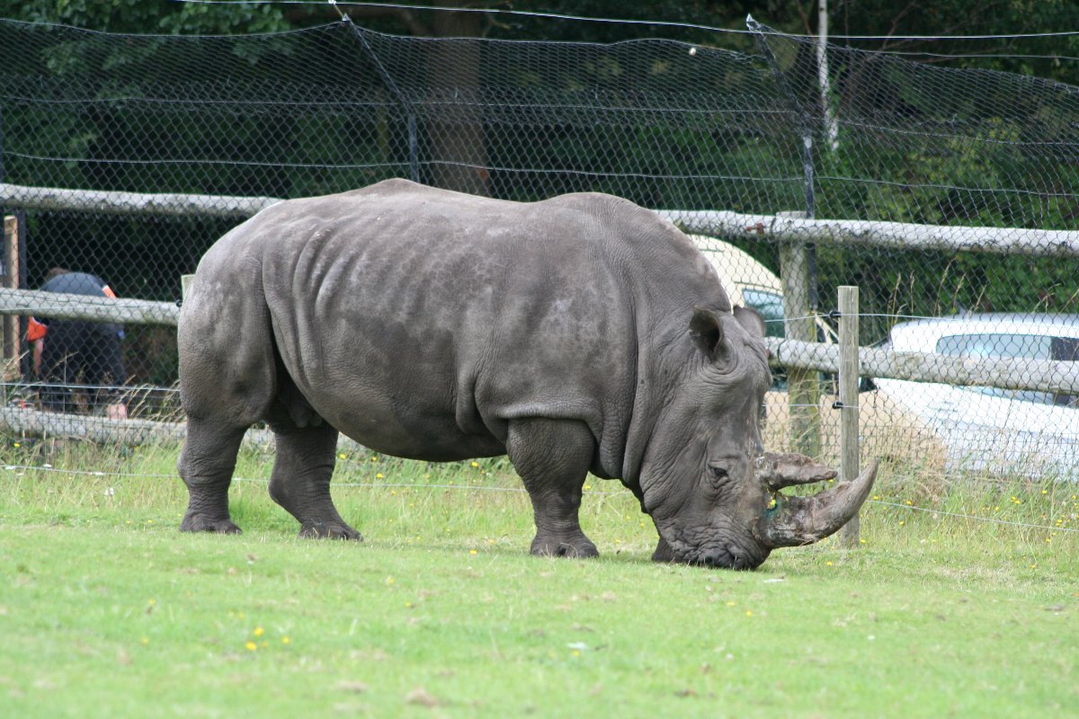 Rhino!
