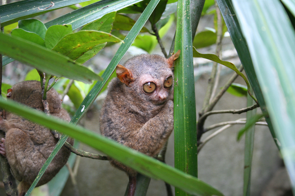 Tarsier Primate Philippines
