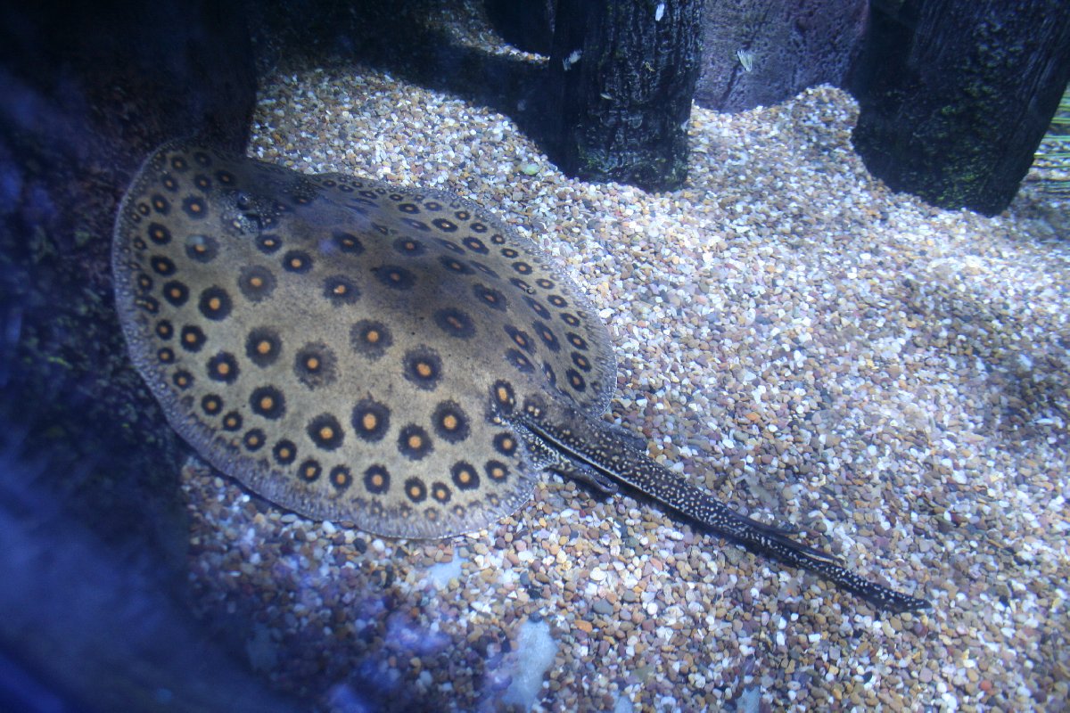 To be honest I havent a clue what this fish is but Im guessing its some kind of ray
