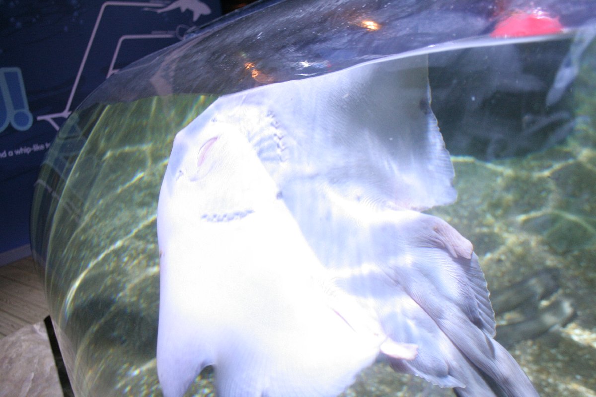 Underside of a Ray Fish