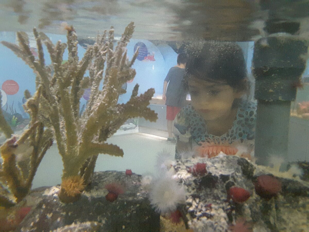a monkey is looking at the coral reefs