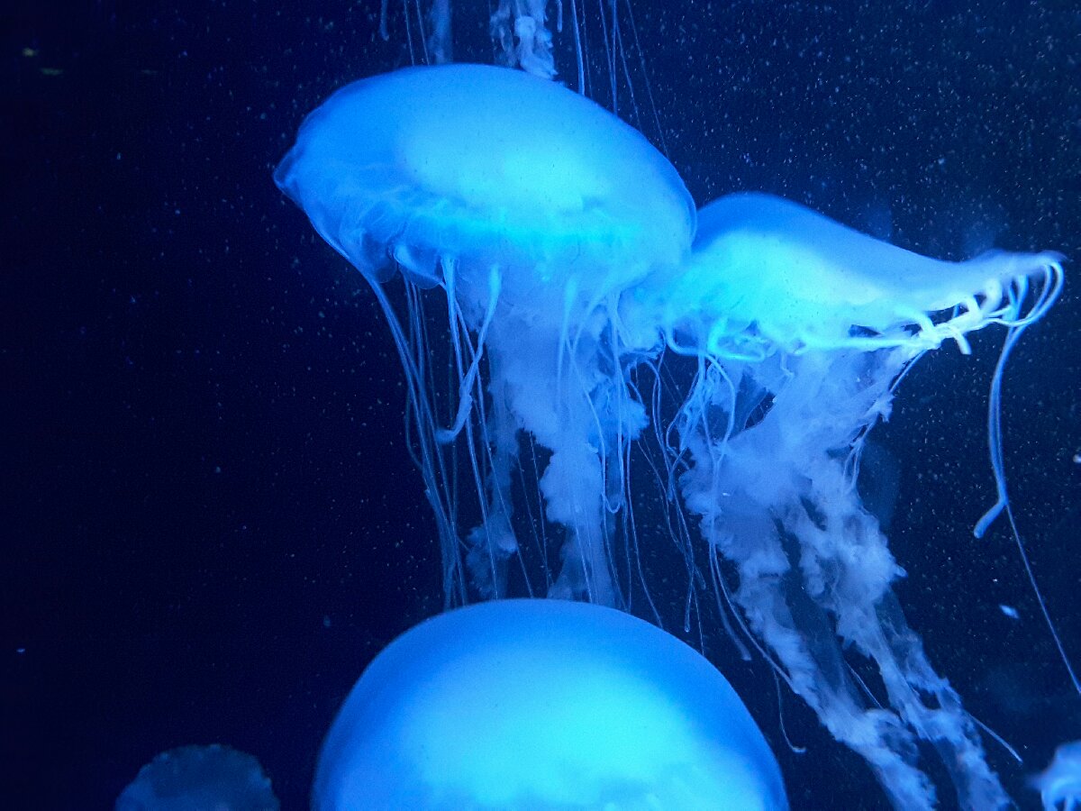 jellyfish tank, the Deep, Hull, UK