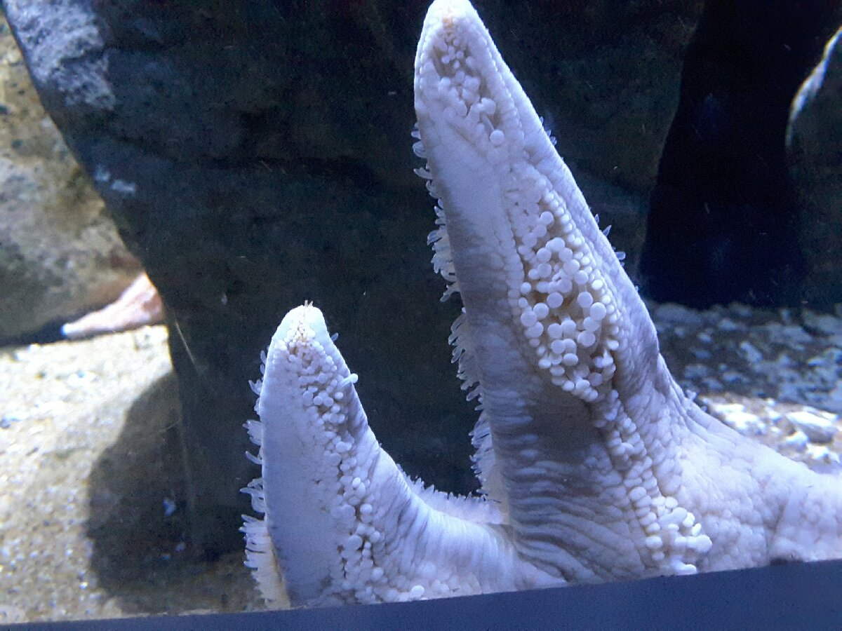 starfish suckers, the Deep, Hull, UK