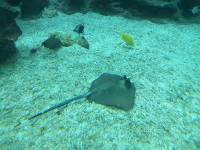 Underside of a Ray Fish