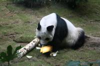 An An the Panda