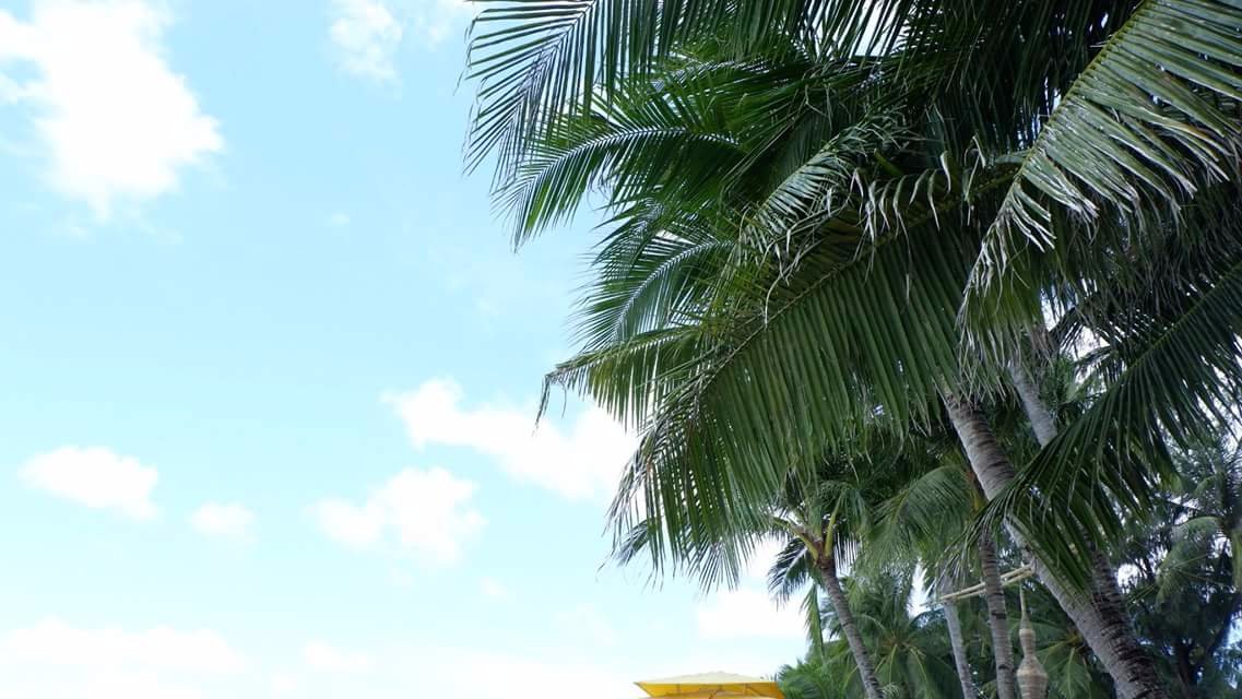 For the love of palm trees
