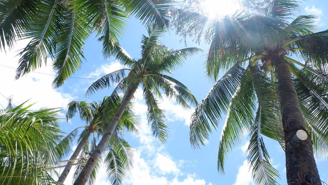 I love the view of palm trees