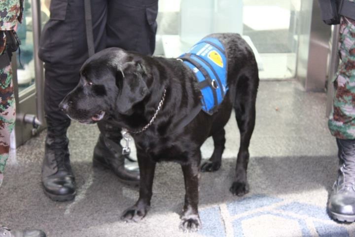 K9 at ayala